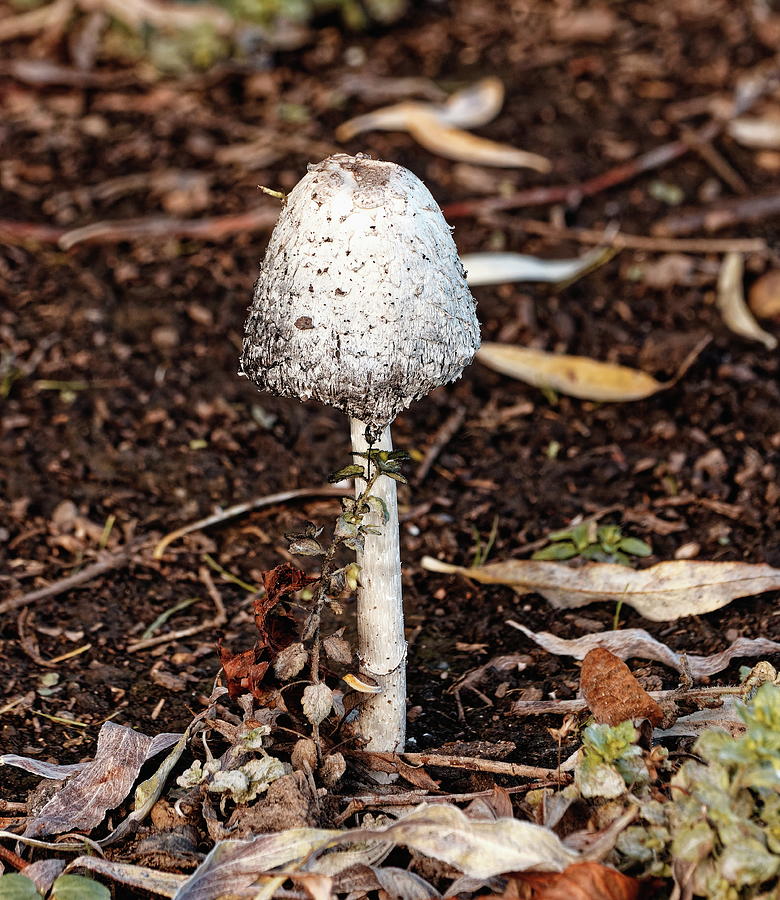 Shaggy Ink Cap Photograph by Jeff Townsend