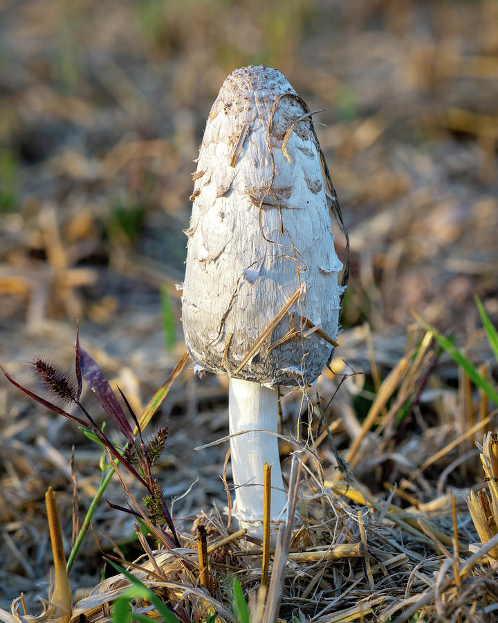 Shaggy Ink Cap Mushroom Photograph by Bill Pevlor