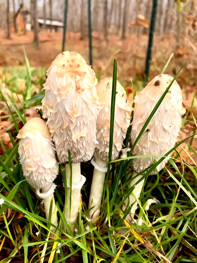 Shaggy Mane Mushrooms 2 Digital Art by Art Ray Mann - Fine Art America