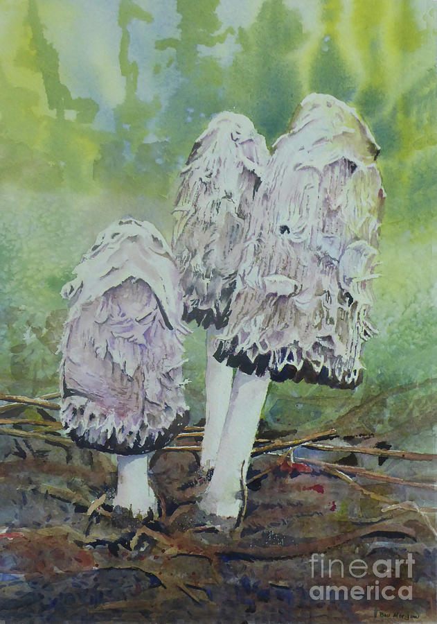 Shaggy Mane Mushrooms in Watercolour Painting by Bev Morgan