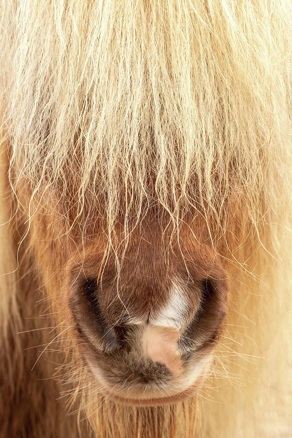 Shaggy Miniature Horse Portrait Photograph by Kristia Adams
