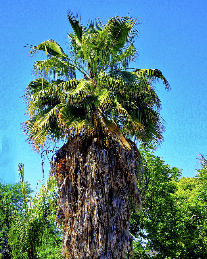 Shaggy Palm Tree Photograph by Andrew Lawrence