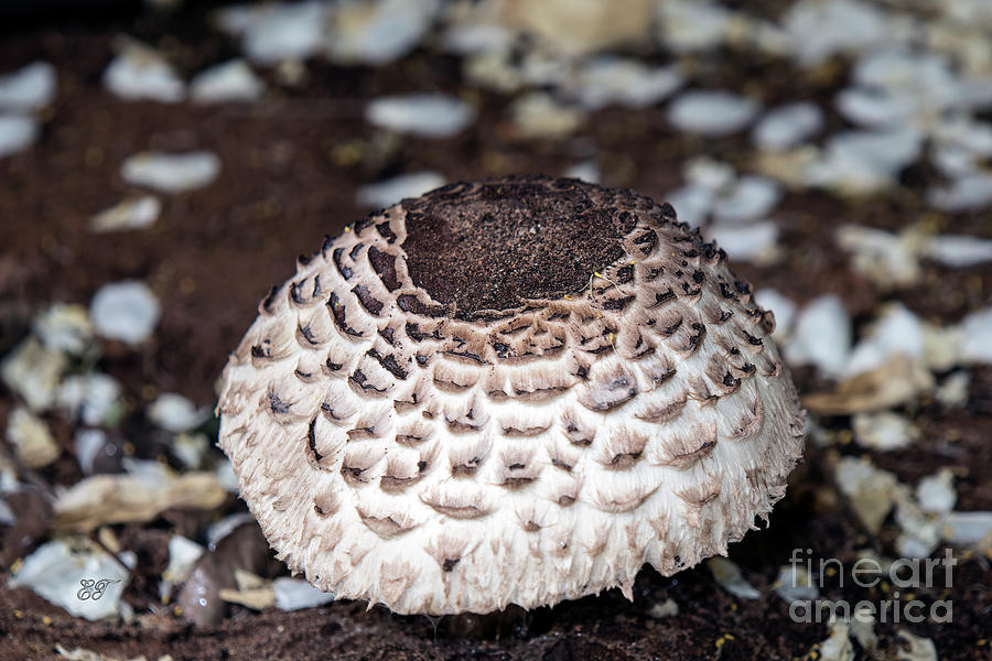 Shaggy Parasol Mushroom - Chlorophyllum brunneum Photograph by Elaine Teague
