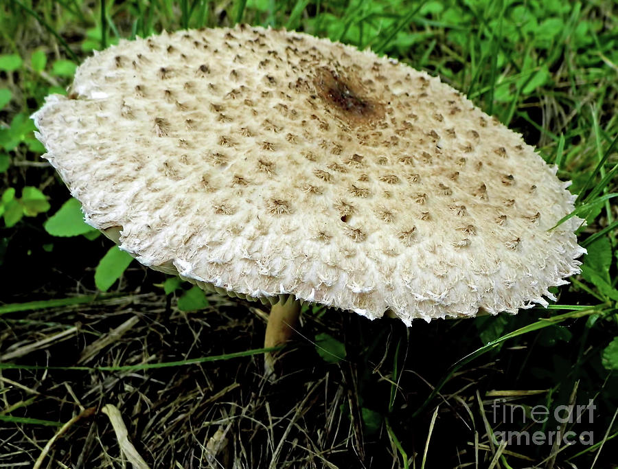 Shaggy Parasol Mushroom Photograph by Hackett - Fine Art America