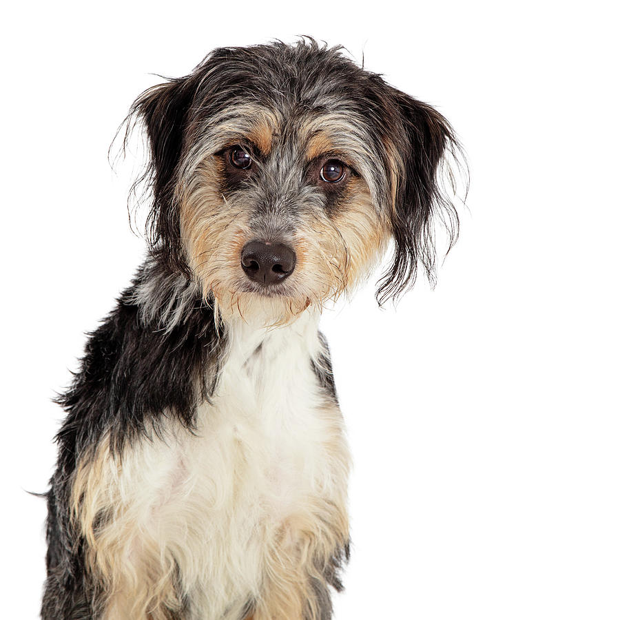 Shaggy Tri-Color Cute Dog Closeup Photograph by Good Focused