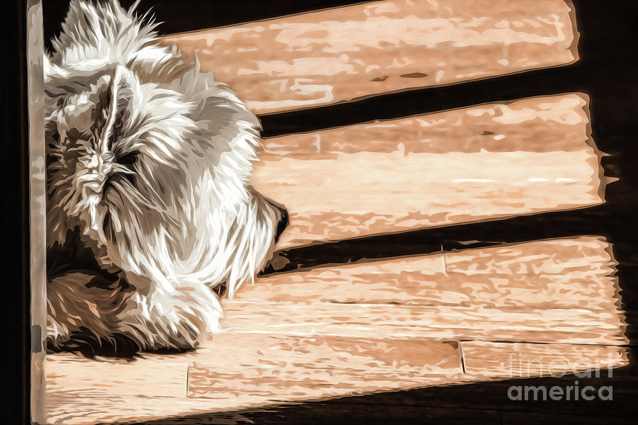 Shaggy Westie dog lying on wood floor in the sun coming in throu Digital Art by Susan Vineyard