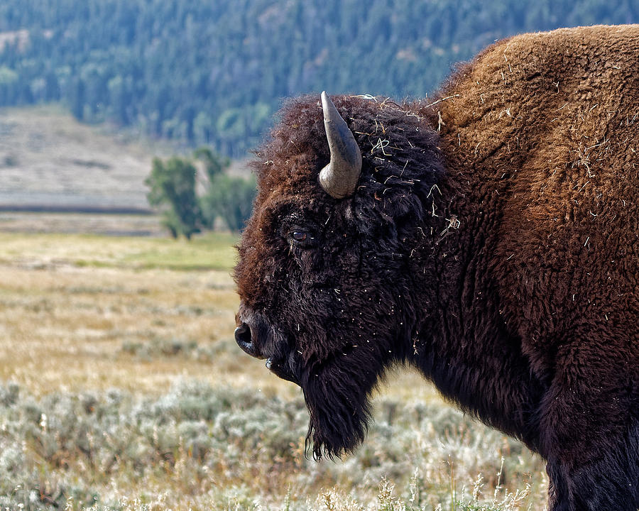 Shaggy - Yellowstone Bison Photograph by KJ Swan