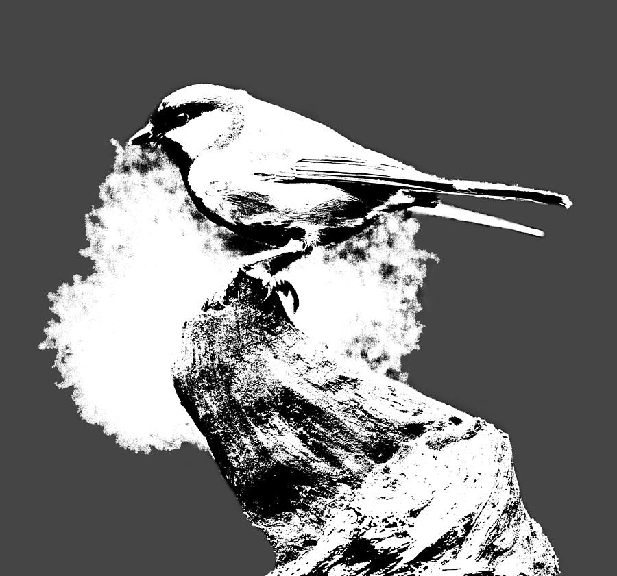 Shake it baby shake. Great tit transparent Photograph by Jouko Lehto