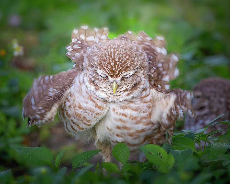 Owl Photograph - Shake It Out by Mark Andrew Thomas