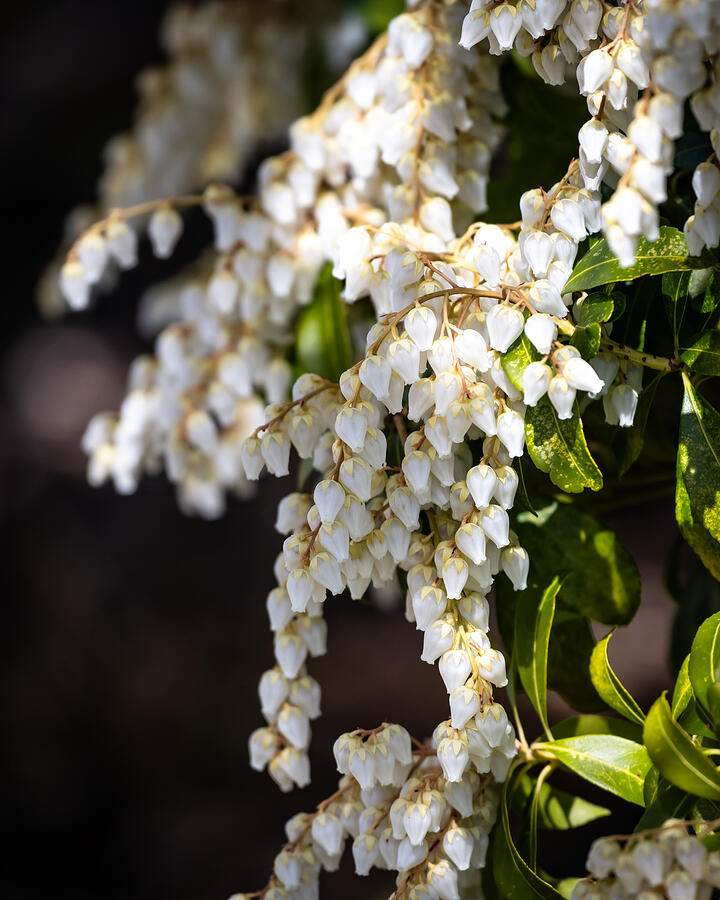 Shakespeare and Spring Photograph by Linda Bonaccorsi