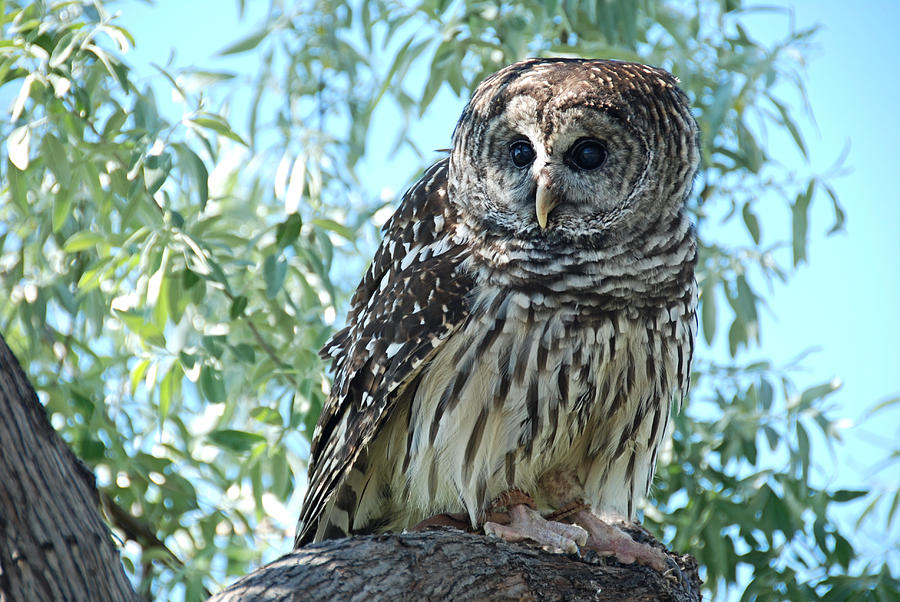 Shakespeare the Barred Owl Photograph by Katherine Nutt