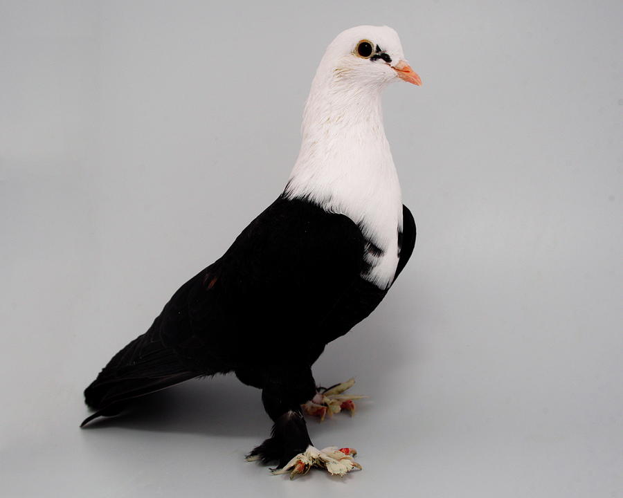 Shakhsharli pigeon Photograph by Nathan Abbott