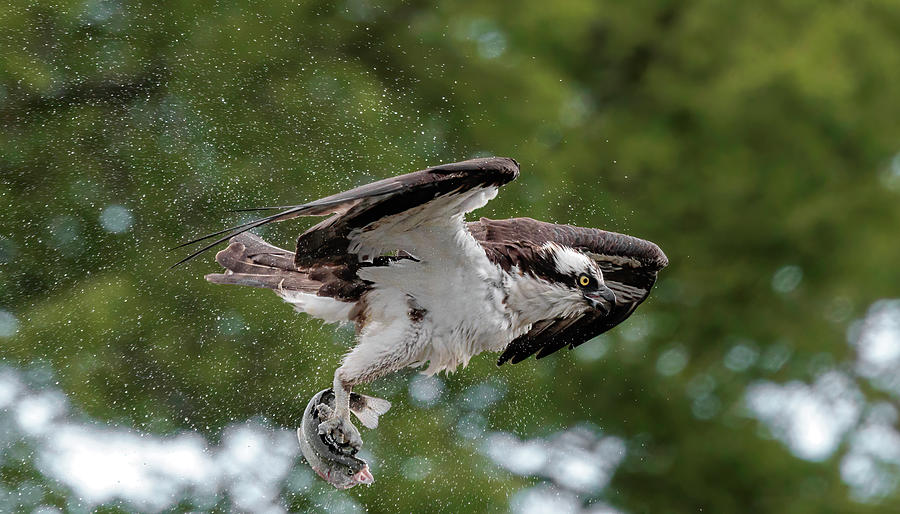 Shaking Osprey Screaming Trout Photograph by Wes and Dotty Weber
