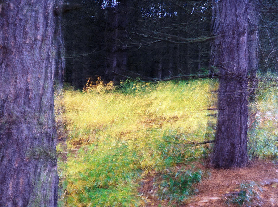 Shaky Forest Photograph