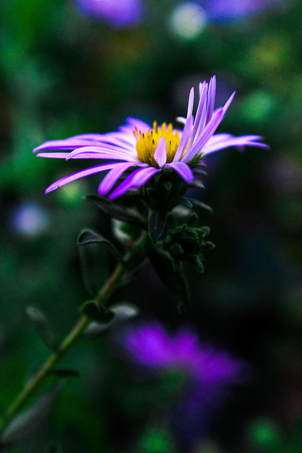 Shale Aster Photograph by W Craig Photography