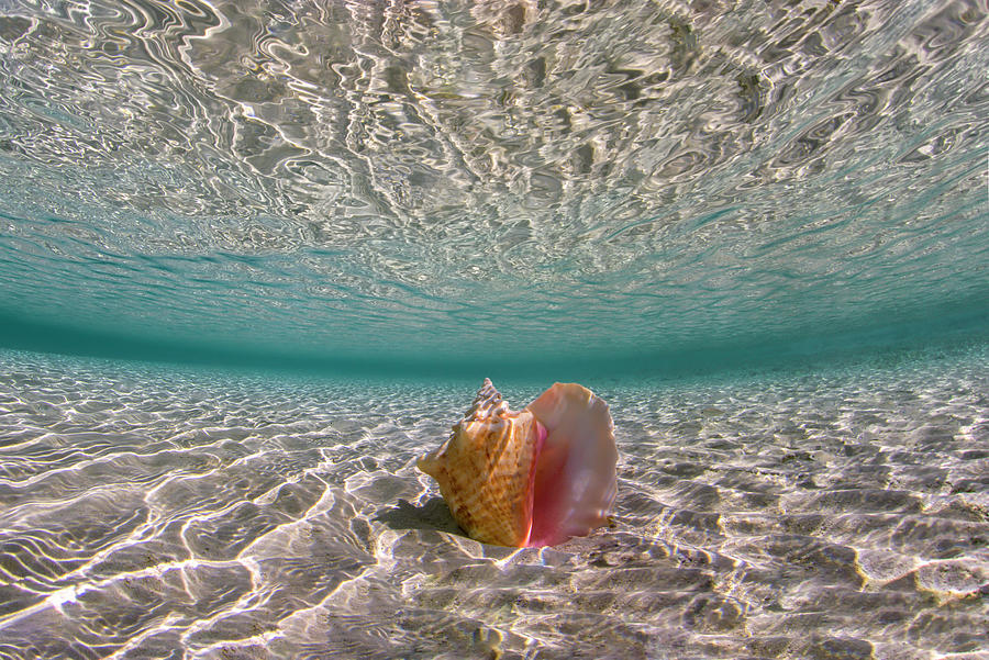 Shallow Conch Photograph by Tanya G Burnett