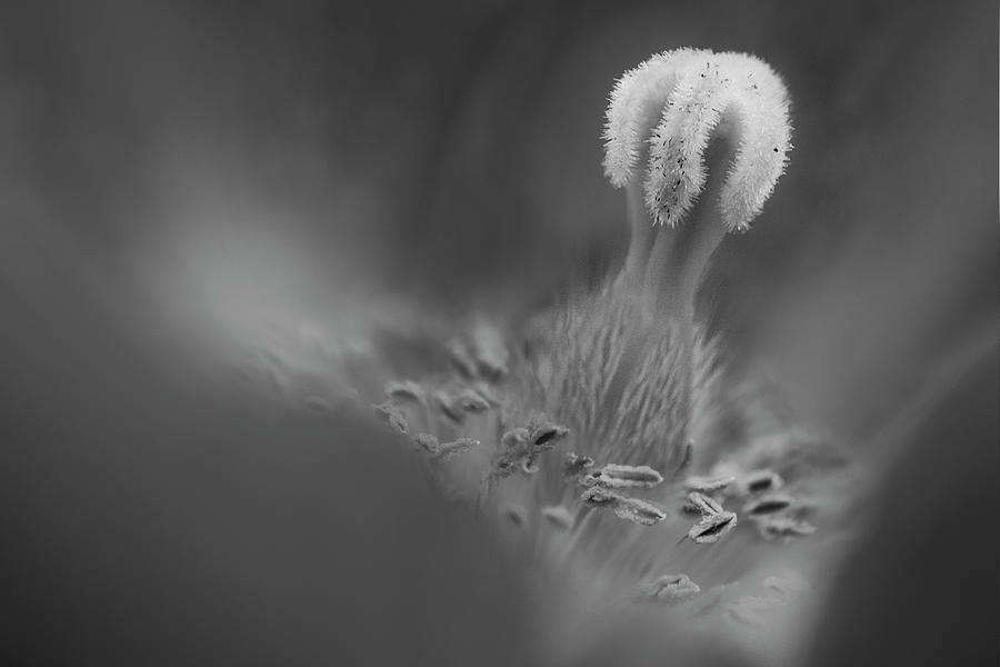Shallow Himalayan Blue Poppy  BW Photograph by Susan Candelario