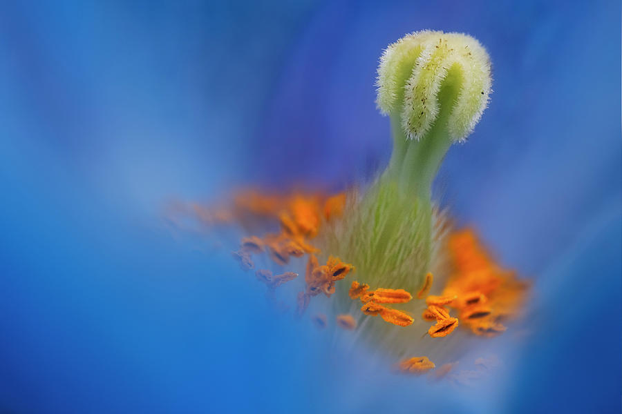 Shallow Himalayan Blue Poppy  Photograph by Susan Candelario