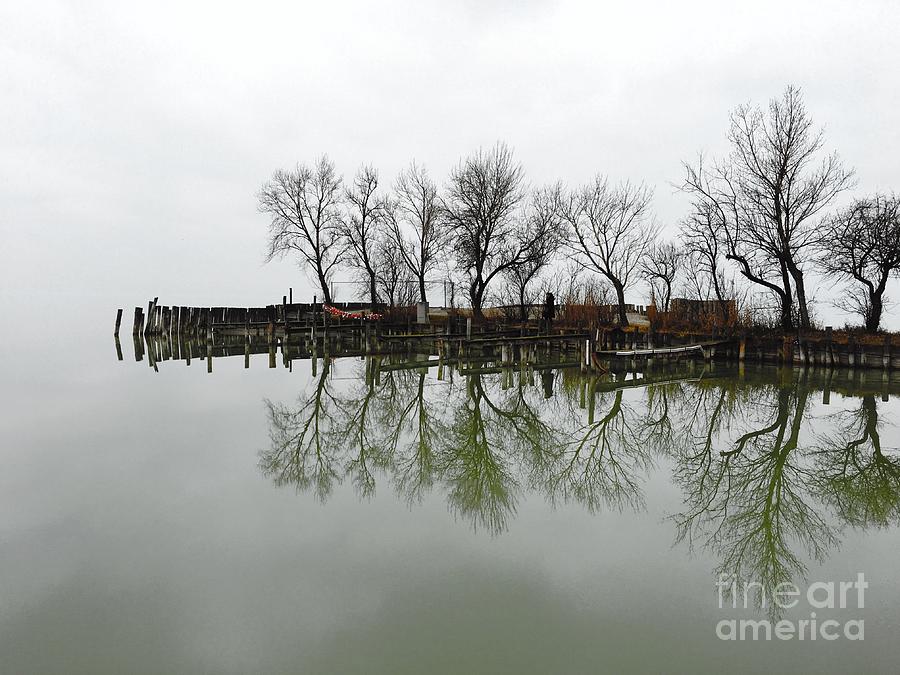 Tree Photograph - Shallow reflection by Christine Mignon Tree Photograph - Shallow reflection by Christine Mignon