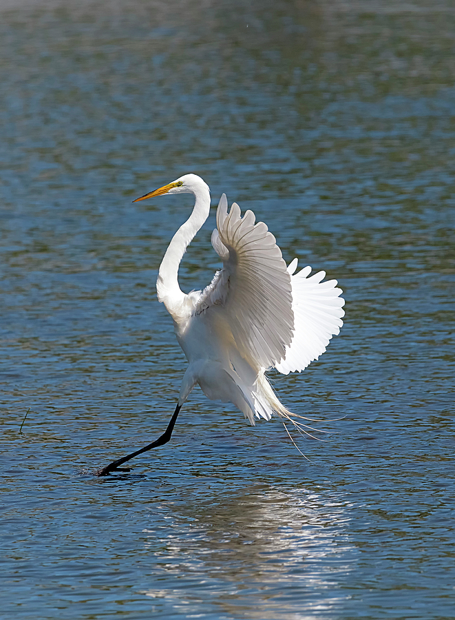 Shallow Water Landing Photograph by Loree Johnson - Fine Art America