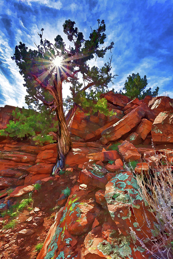 Shamans Dome Juniper Photograph by ABeautifulSky Photography by Bill Caldwell