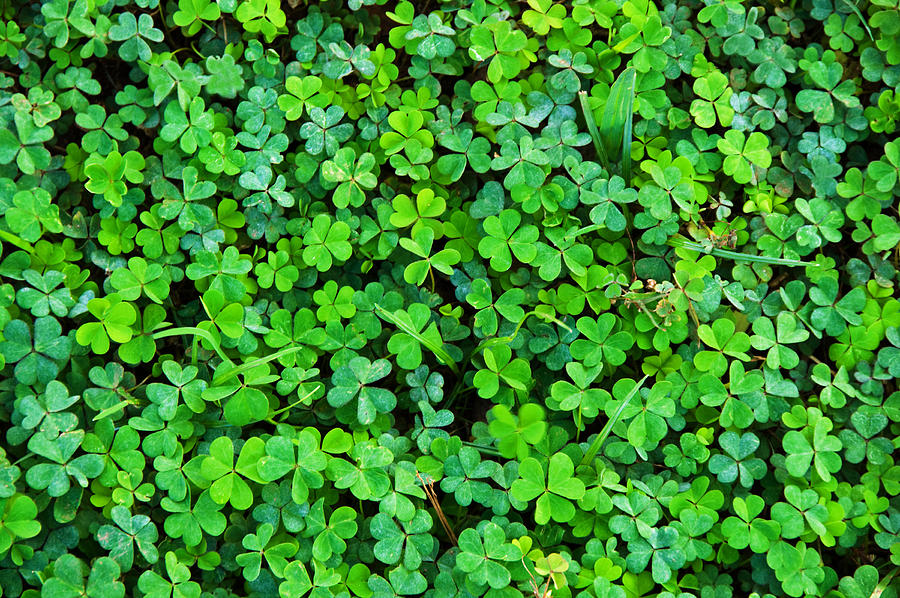 Shamrock Clover Natural  Background Photograph by Wwing