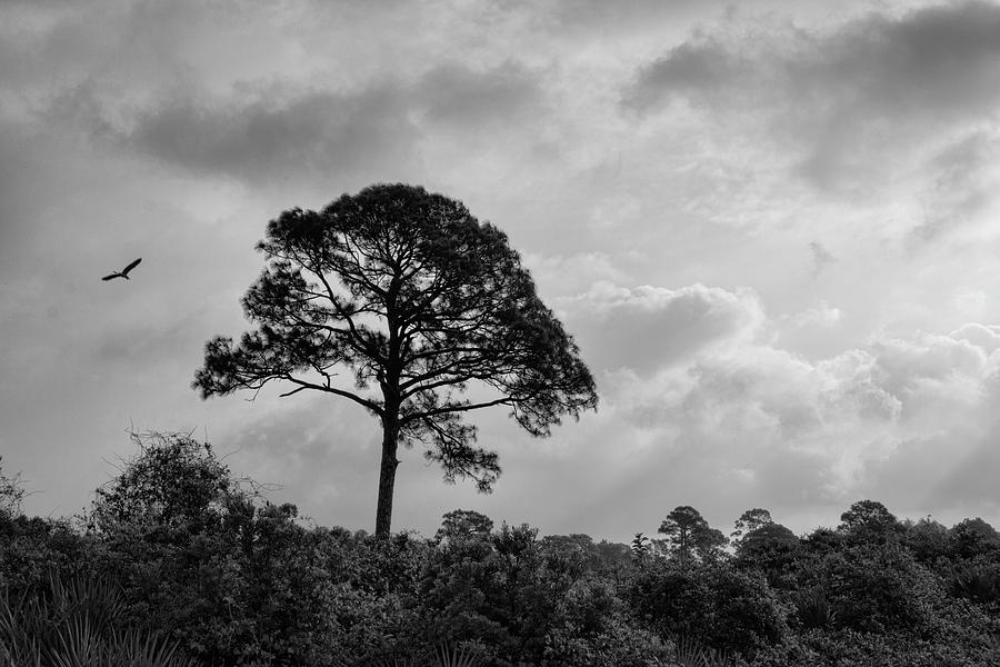 Shamrock Pine Tree Photograph by Robert Wilder Jr