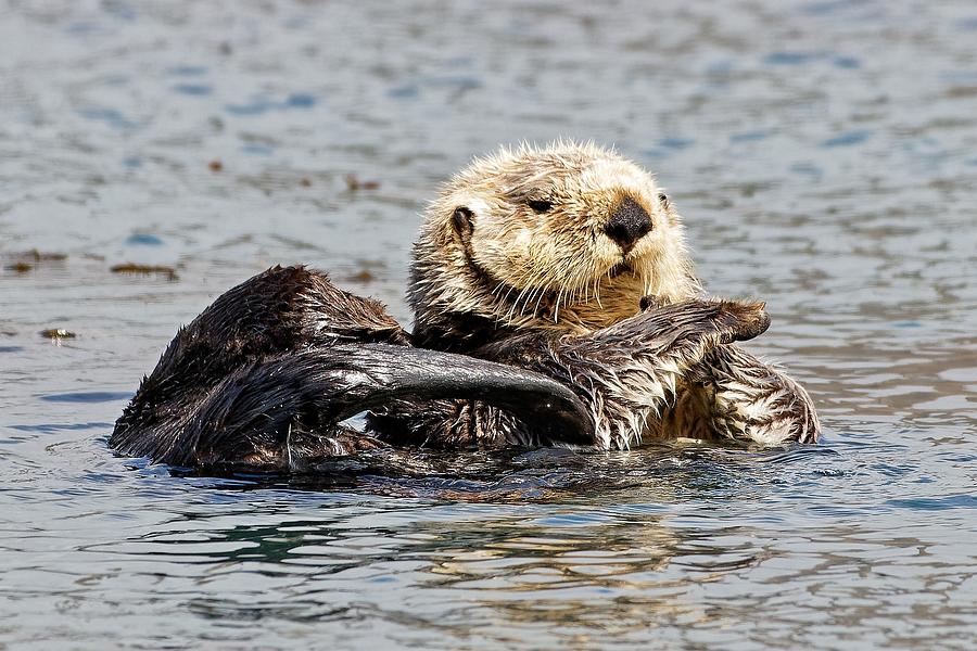 Shaolin Master - California Sea Otter Photograph by KJ Swan