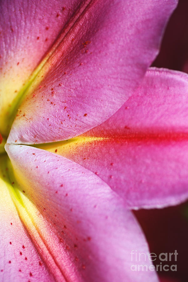 Lily Photograph - Shapes Of Lily by Joy Watson