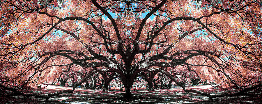 Tree Photograph - Shapes Through Trees by Amy Curtis