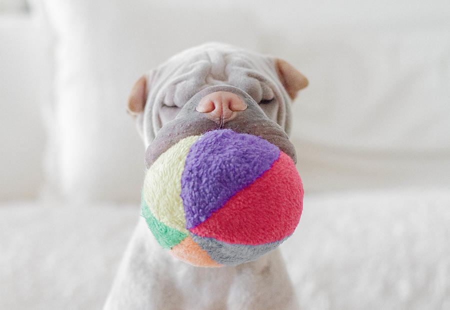 Shar pei dog with soft ball in its mouth Photograph by Anniepaddington