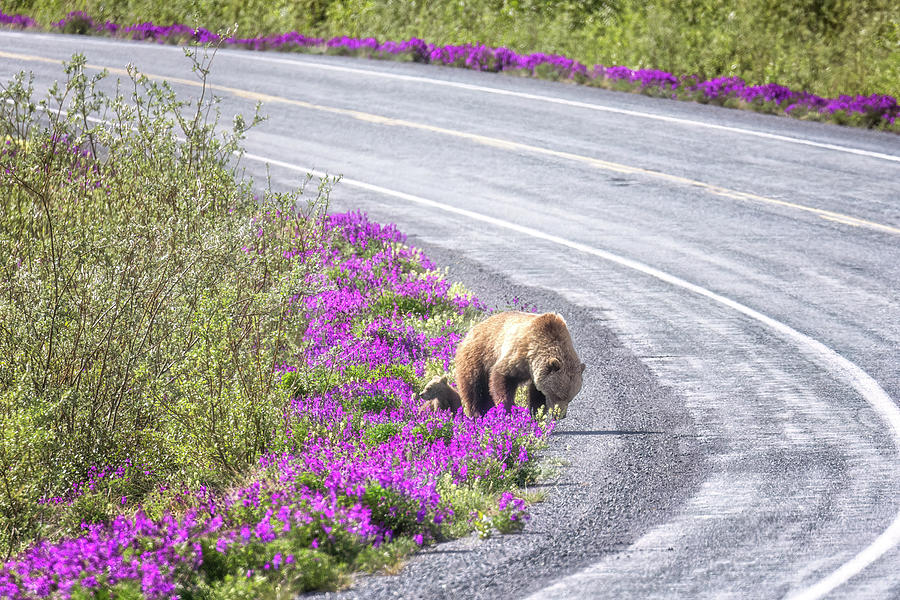 Share the Road with WIldlife Photograph by Belinda Greb
