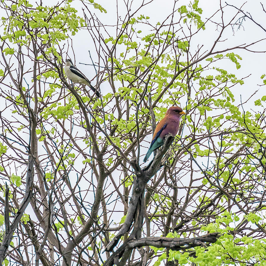 Sharing a Tree - Broad-billed Roller and Tropical Boubou Photograph by Belinda Greb