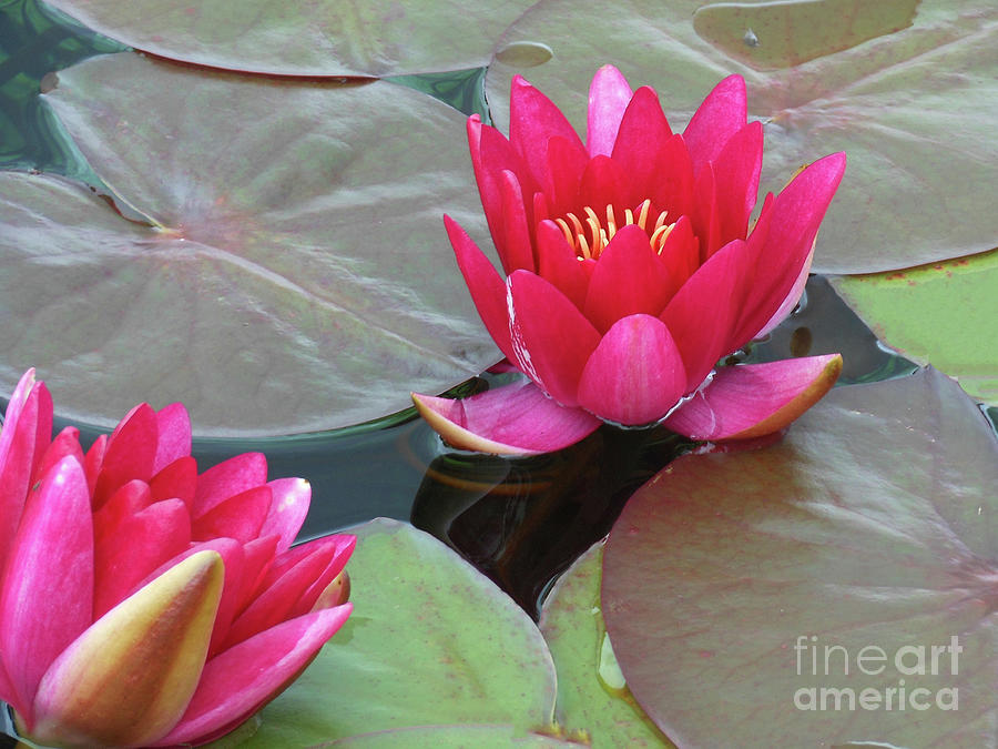 Summer Photograph - Sharing Beauty Tips - Vibrant Pink Water Lilies by Kathryn Jones