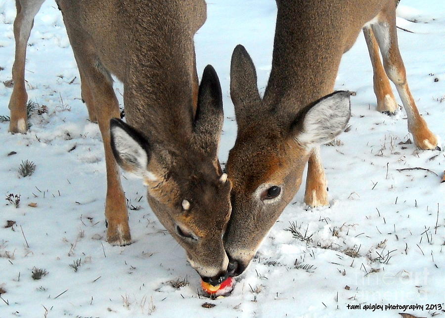 Deer Photograph - Sharing The Love by Tami Quigley