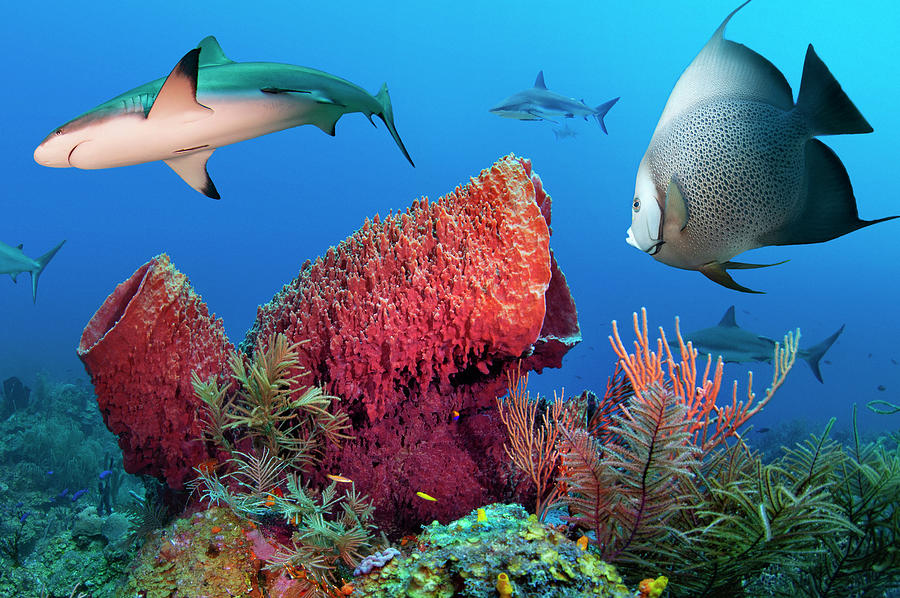 Shark and Angelfish Photograph by Antonio Busiello