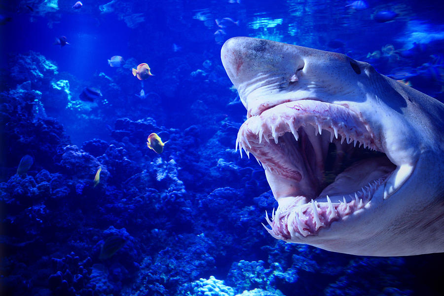 Shark baring its teeth Photograph by Jupiterimages