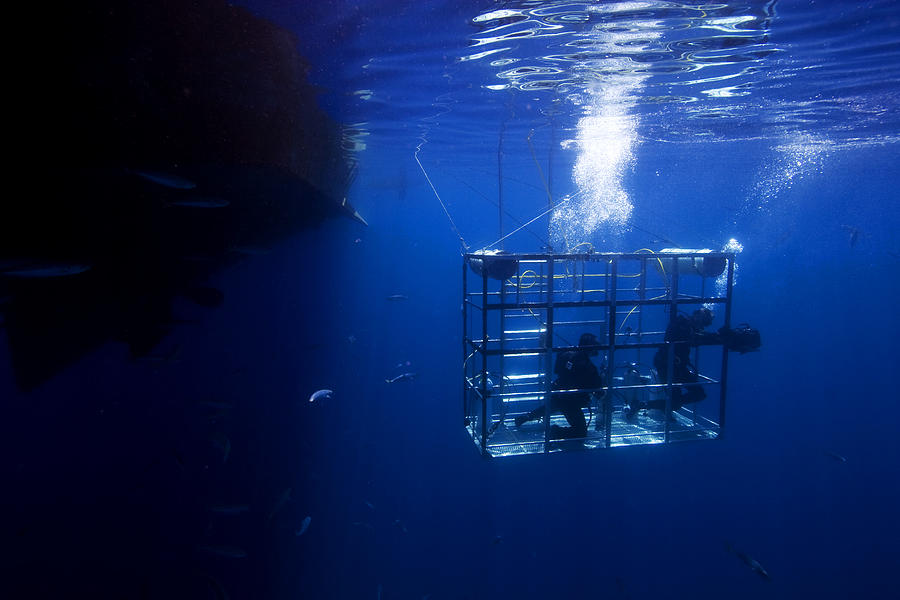 Shark Cage Photograph by Cdascher