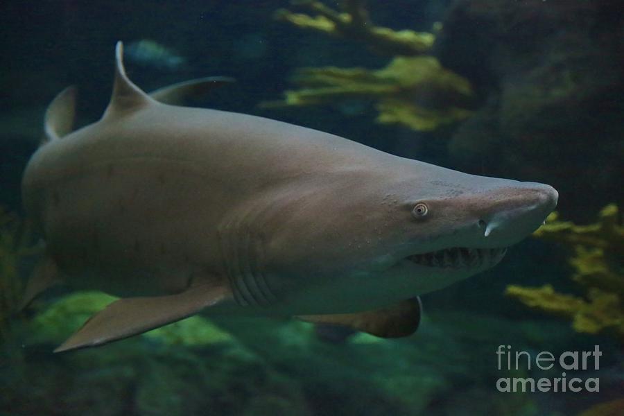 Shark Photograph by Carol Groenen