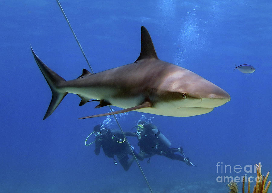 Shark Dive 3  Photograph by Daryl Duda