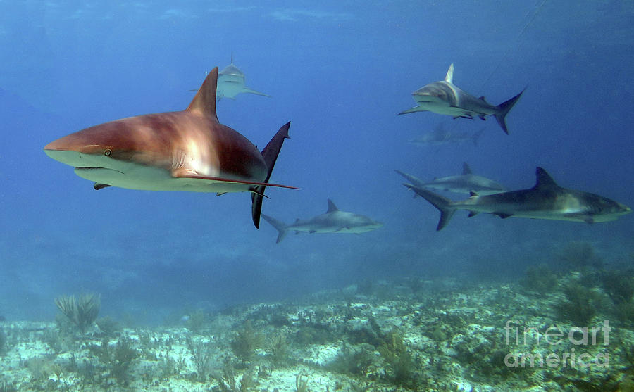 Shark Dive 4 Photograph by Daryl Duda