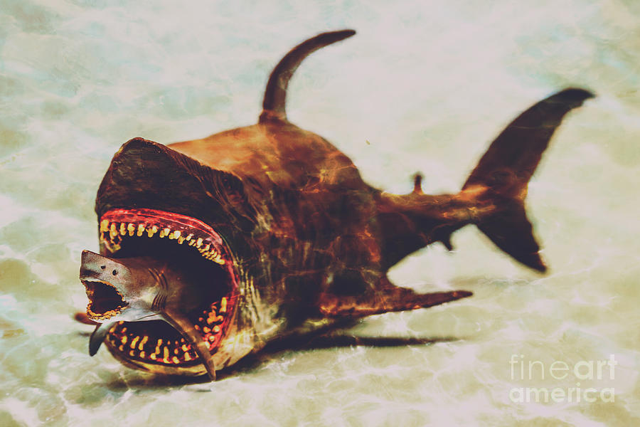Shark eat Shark Photograph by Jorgo Photography