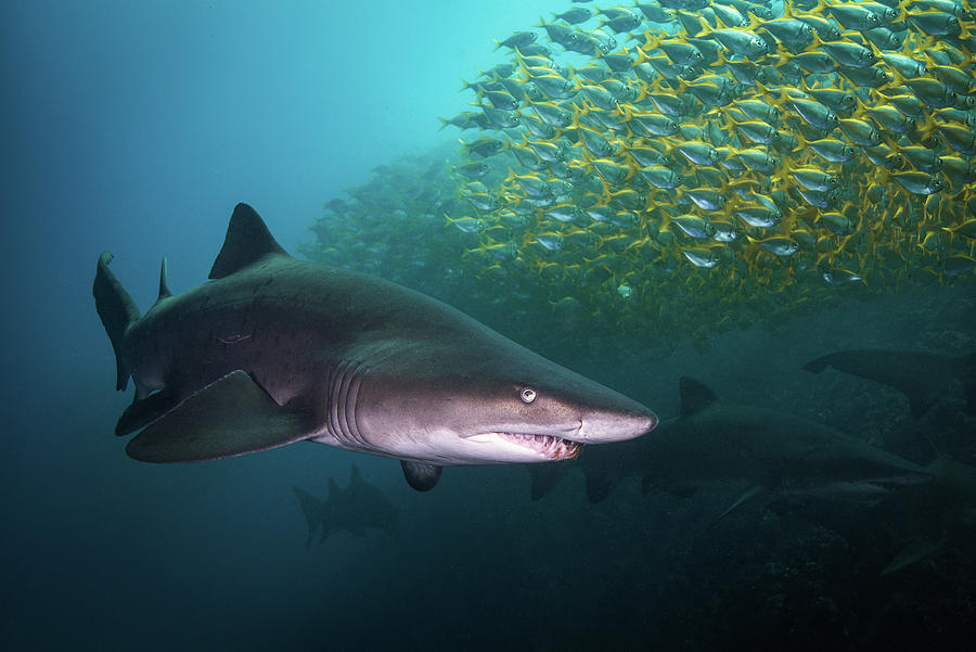 Shark Herder Photograph by Robert Smith