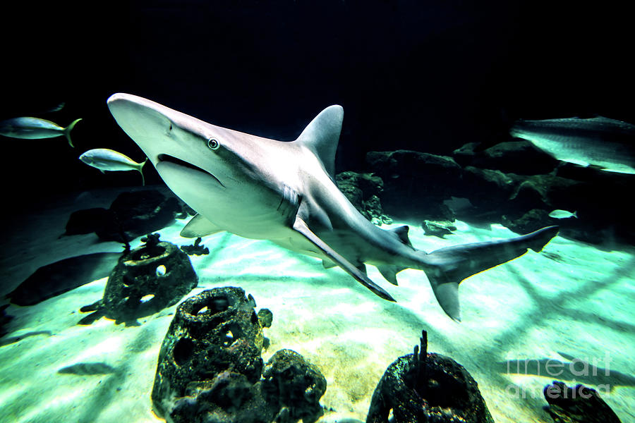 Shark in the Water Photograph by Beachtown Views