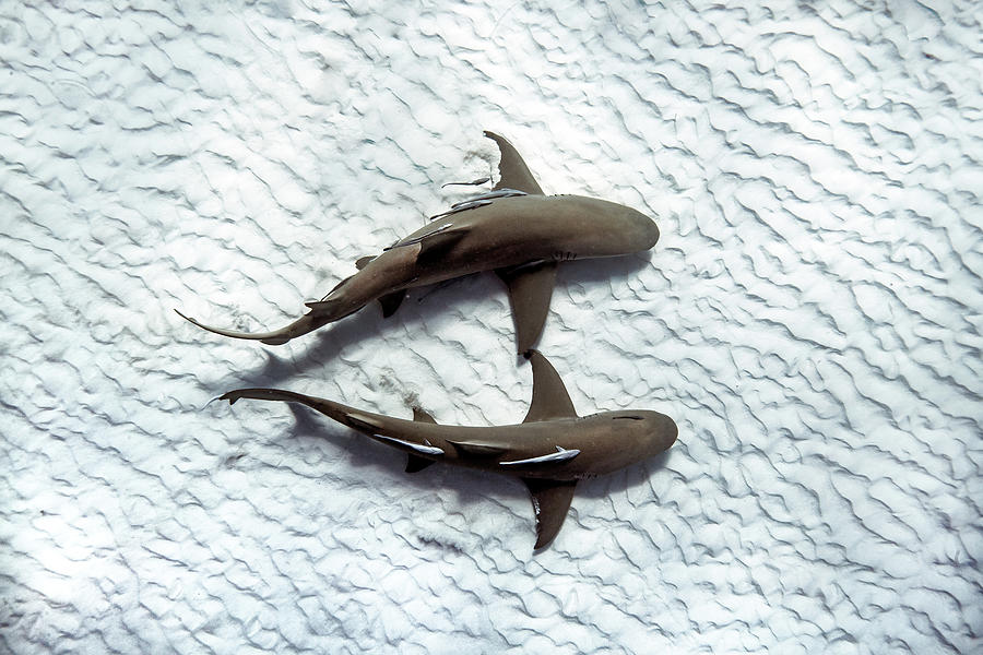 Shark Love Photograph by Juan Sharks