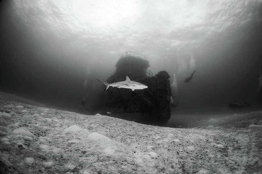 Shark on Shipwreck 8961 Photograph by Chris McKenna