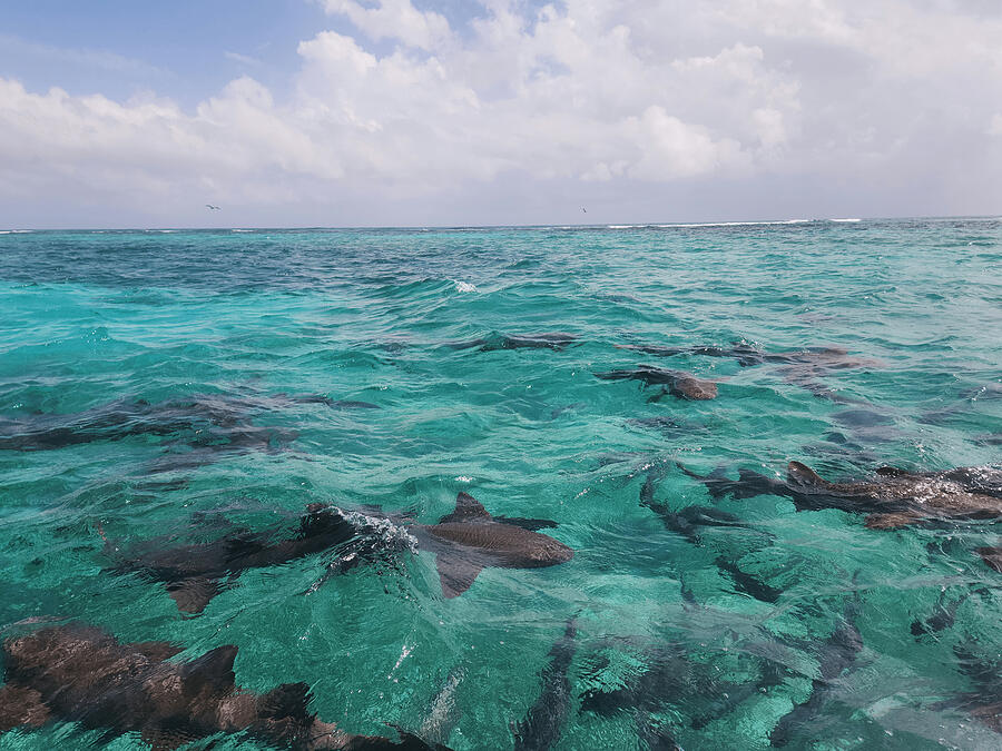 Shark Shiver Photograph by RJ Greene - Fine Art America