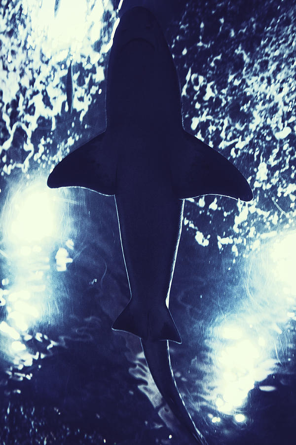 Shark Silhouette Photograph by Powerofforever