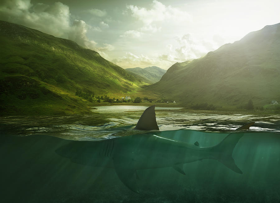 Shark swimming in lake near mountains Photograph by Chris Clor