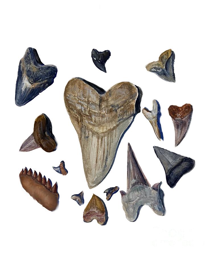 Shark Teeth Collection Painting by Diane Mowery - Fine Art America